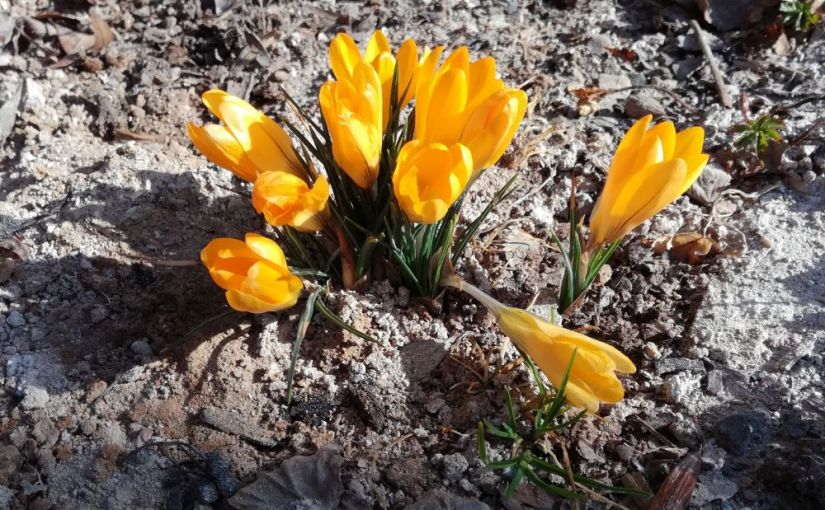 En de wereld, die draait&nbsp;door